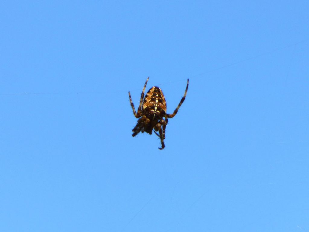 Araneus diadematus